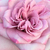 Roze - purper - Theehybriden - Orchid Masterpiece